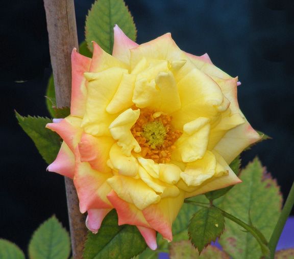 Bees Knees photo bk2014_06180080_zpsb6a539b0.jpg